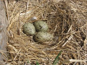 Ce nid de goéland argenté illustre la présence marqué de cette espèce aux îles Razade. Ils y sont dénombrés lors de l'inventaire des oiseaux marins réalisé annuellement par la Société Duvetnor.