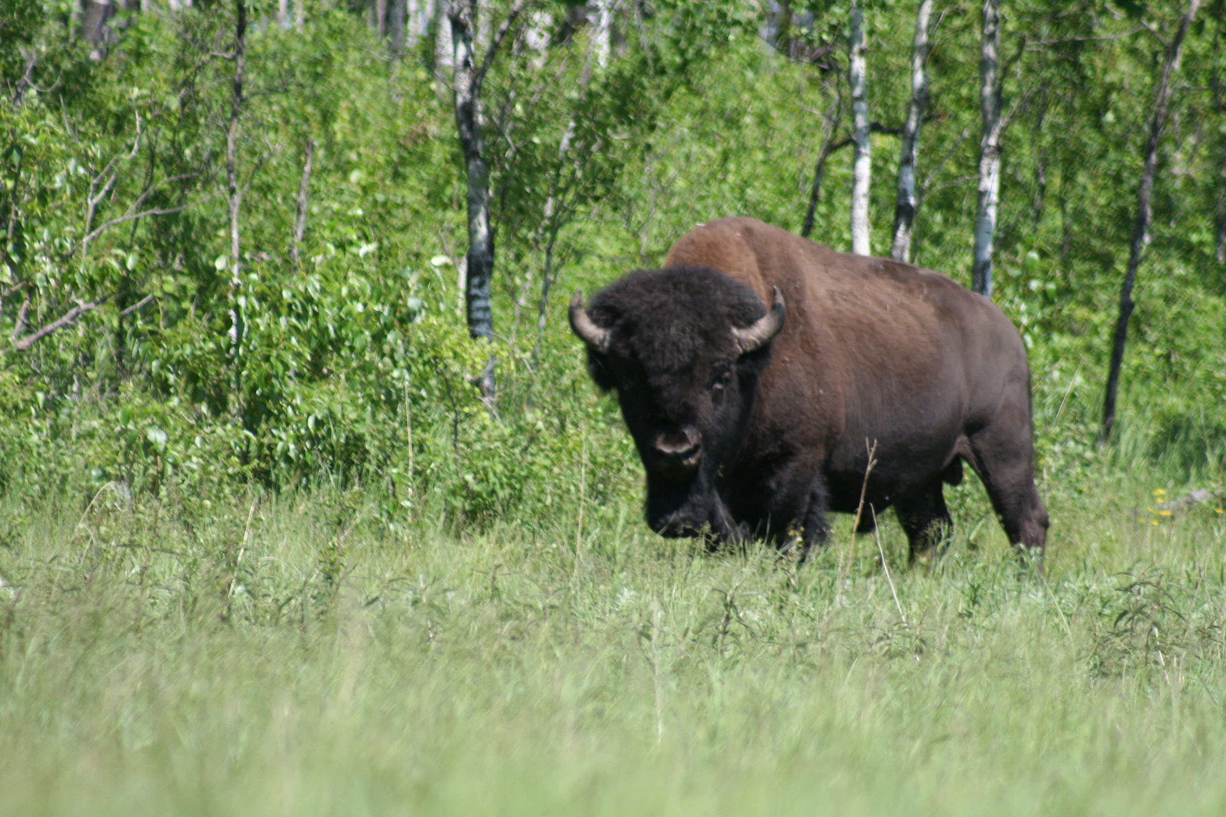 Bison (Photo: Daniel Fortin)