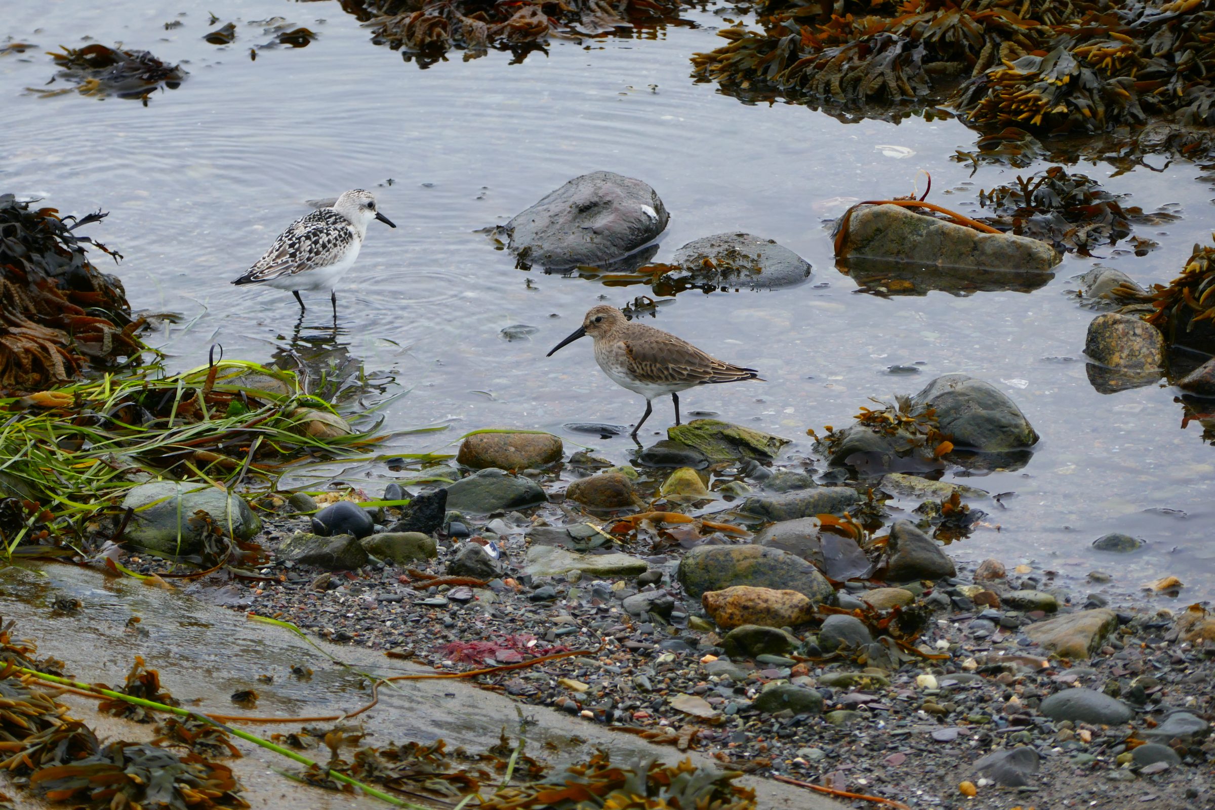 Ce 23 septembre 2019, observation des bécasseaux sanderling et variables à la poibte ouest de l'île aux Basques, en train de se nourrir. Photo : Daniel Banville.
