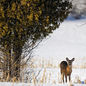 Très présent à la Réserve naturelle du Marais-Léon-Provancher, le cerf de Virginie est un mammifère familier observable en toute saison. Photo : Yvan Bédard.