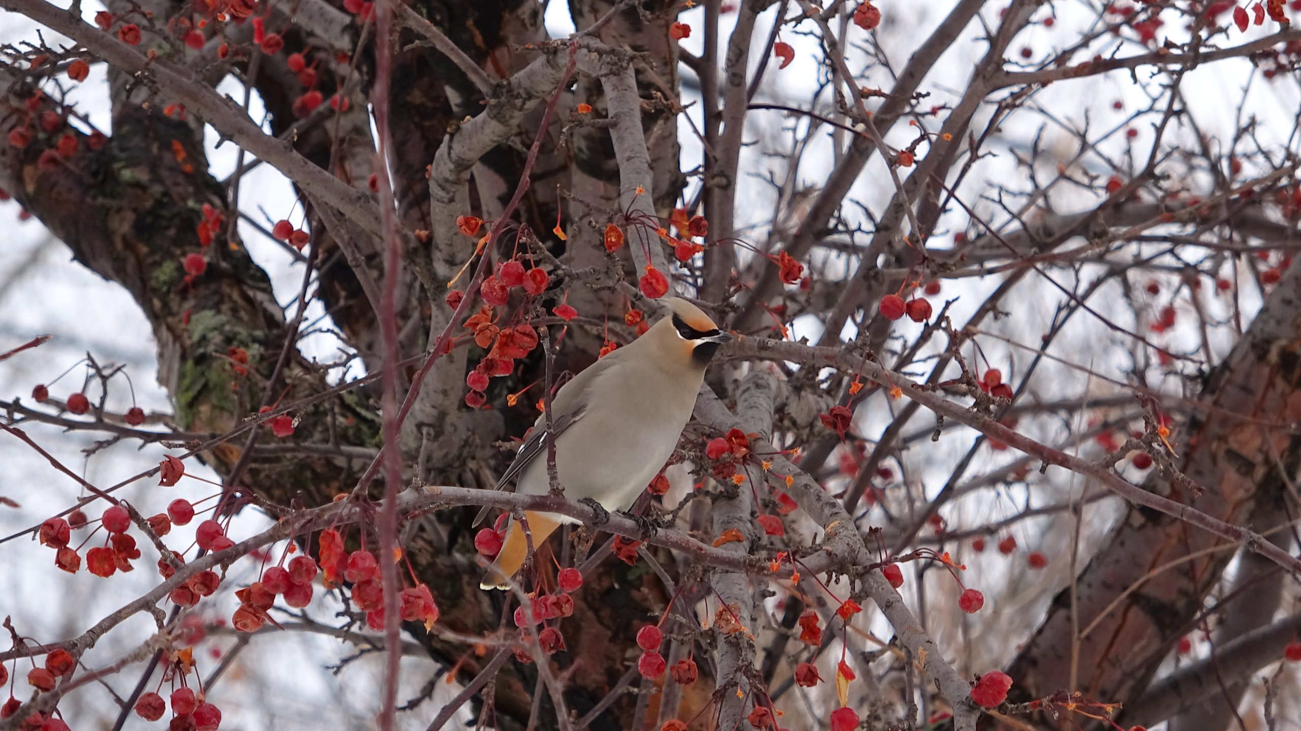 Le jaseur boréal est un visiteur hivernal très présent dans la région de Québec. On le voit ici à la réserve naturelle du Marais-Léon-Provancher, entouré de son garde-manger. Il adore les petits fruits sauvages!