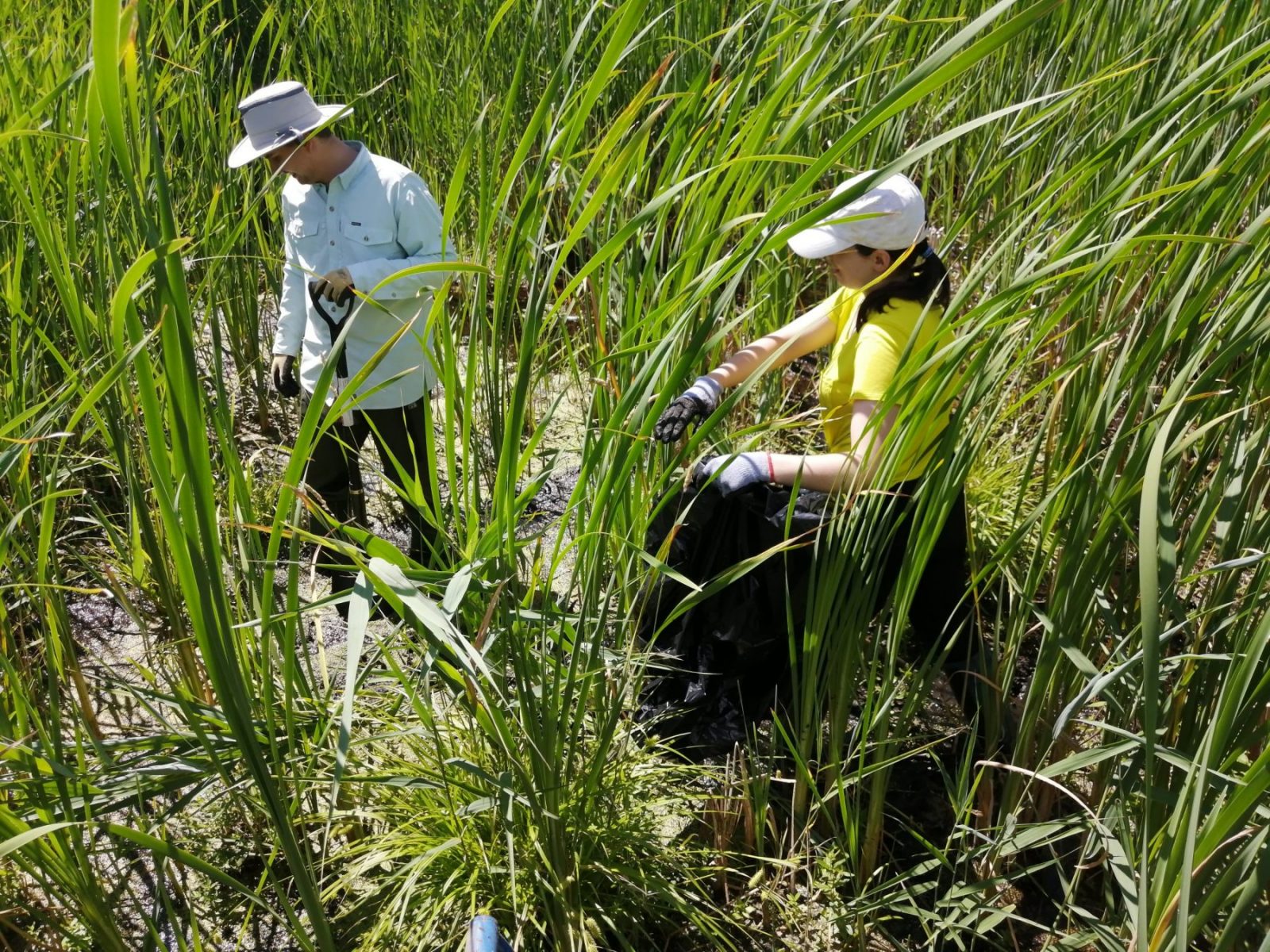Dans le cadre de la lutte au roseau commun exotique à la réserve naturelle du Marais-Léon-Provancher, deux bénévoles (Frédérick Létourneau et Jacynthe Quinn) sont occupés à faire l'arrachage des rhizomes de cette plante envahissante à l'été 2020..