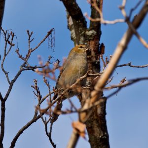 Voici la femelle du durbec des sapins. Le durbec des sapins est une espèce très commune lors du recensement des oiseaux de Noël Neuville-Tilly 2020. Il affectionne particuilièrement les arbres fruitiers ou à graines tels que le frène.