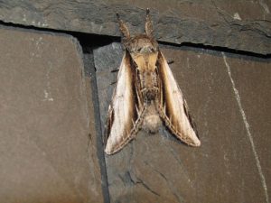 Lors de l'activité Découverte des papillons de nuit, certaines espèces n'ont pas encore de nom français. Pheosia rimosa, le papillon proéminent à bord noir - traduit de l'anglais : black-rimmed prominent -, proéminent fissuré ou faux-sphinx, est un papillon de nuit de la famille des Notodontidae.